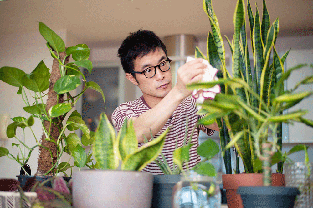 Asian man cleaning the leaves of a plant